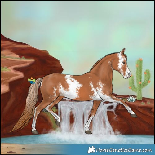 Horse Color:Chestnut Sabino 