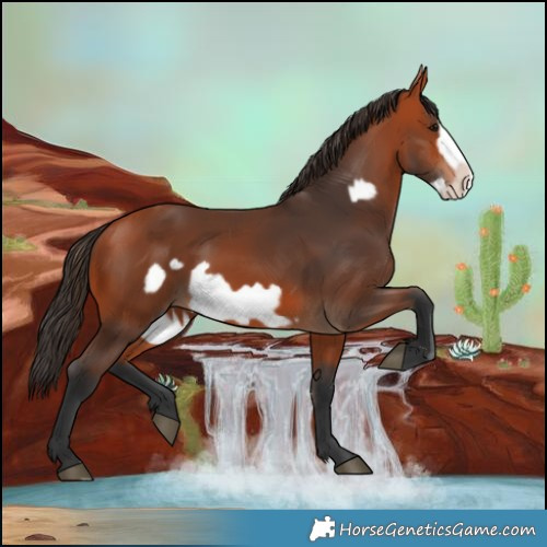 Horse Color:Bay Frame 