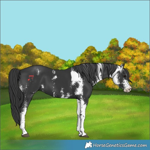 Horse Color:Black Sabino 
