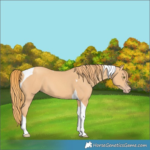 Horse Color:Gold Champagne Tobiano