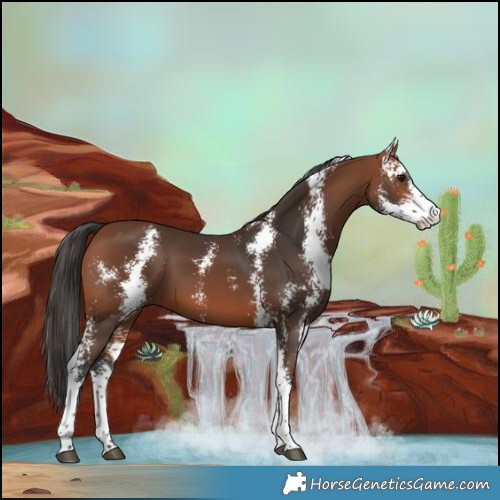 Horse Color:Bay Sabino 