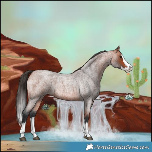 Horse Color:Bay Roan Splash 
