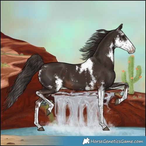 Horse Color:Liver Chestnut Sabino