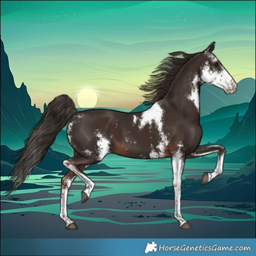 Horse Color:Liver Chestnut Sabino