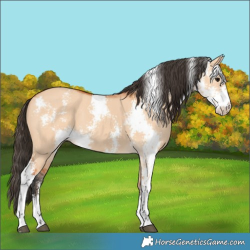 Horse Color:Unknown 