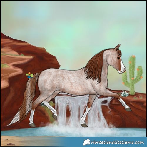 Horse Color:Red Roan Splash 