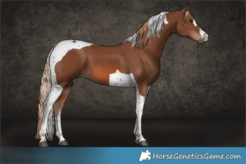 Horse Color:Chestnut Tobiano 