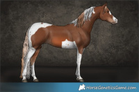 Horse Color:Chestnut Tobiano