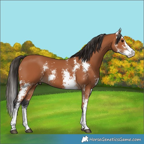 Horse Color:Bay Sabino