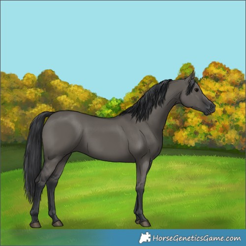 Horse Color:Grullo 