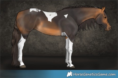 Horse Color:Buckskin Tobiano