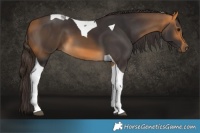 Horse Color:Buckskin Tobiano