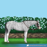 Horse Color:Blue Roan Splash
