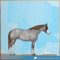 Horse Color:Liver Red Roan Sabino 