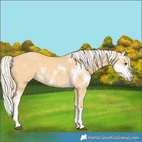 Horse Color:Palomino Sabino Rabicano