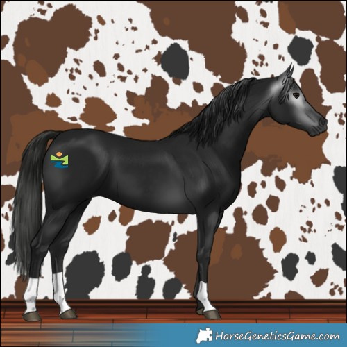Horse Color:Gray Black