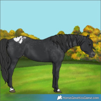 Horse Color:Black Blanket