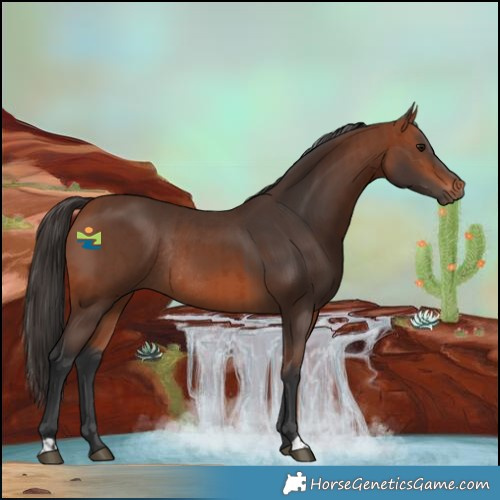 Horse Color:Bay Rabicano  and Bay Rabicano 