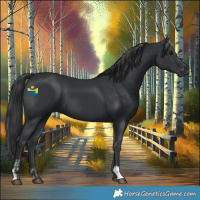 Horse Color:Black and Black
