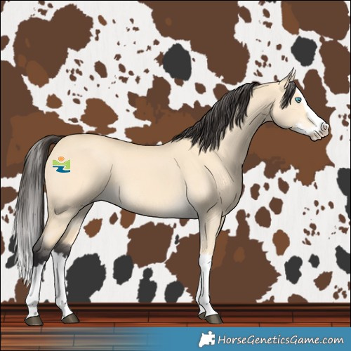 Horse Color:Buckskin Dun Splash 