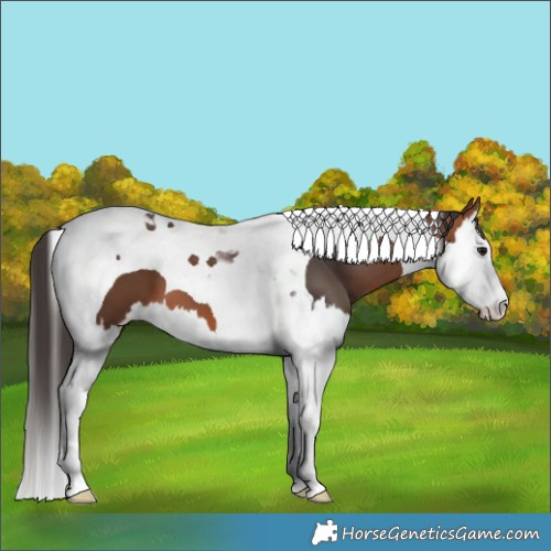Horse Color:Bay Splash Tobiano 