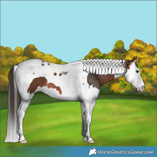 Horse Color:Bay Splash Tobiano