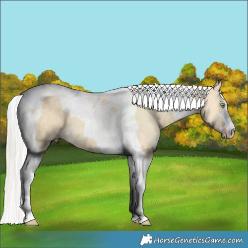 Horse Color:Silver Amber Cream Champagne Dun Tobiano 