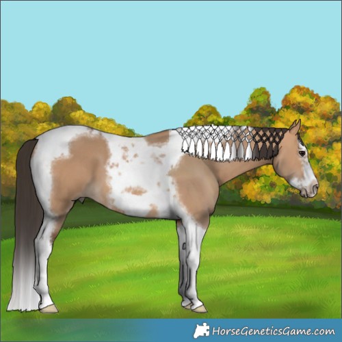 Horse Color:Bay Dun Splash Tobiano Frame 