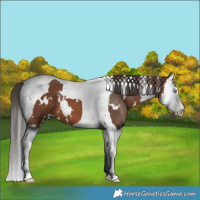 Horse Color:White Spotted Bay Splash Tobiano