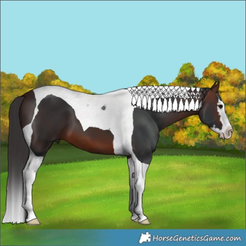 Horse Color:Brown Splash Tobiano 
