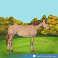 Horse Color:Red Dun 