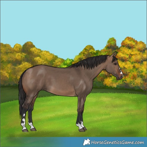 Horse Color:Brown Dun 