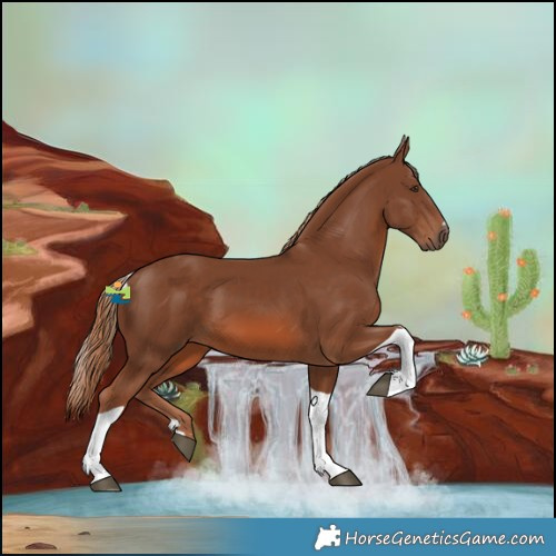 Horse Color:Chestnut Tobiano