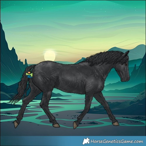 Horse Color:Black 