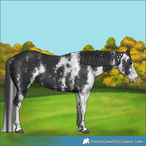 Horse Color:Black Sabino 