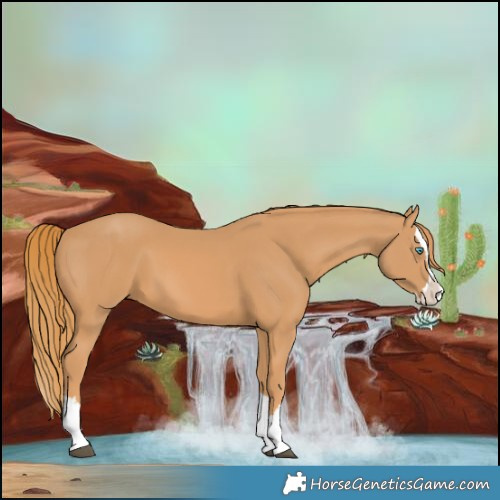Horse Color:Chestnut Splash 