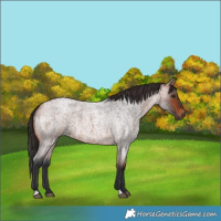 Horse Color:Bay Roan 