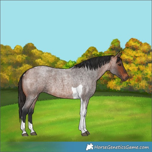 Horse Color:Bay Roan Tobiano