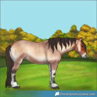 Horse Color:Bay Roan Onyx
