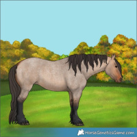 Horse Color:Bay Roan Dun 