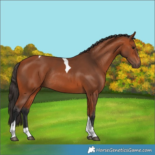 Horse Color:Bay Tobiano Rabicano