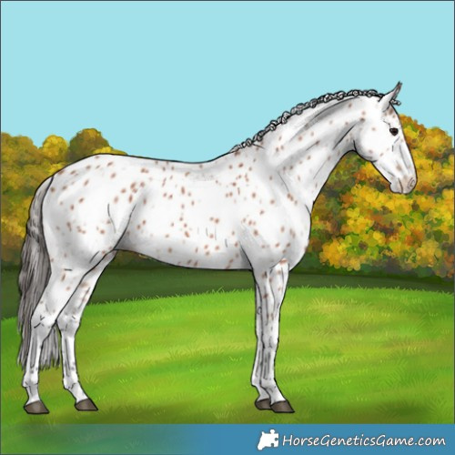 Horse Color:Bay Appaloosa 