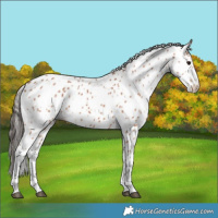 Horse Color:Bay Appaloosa 