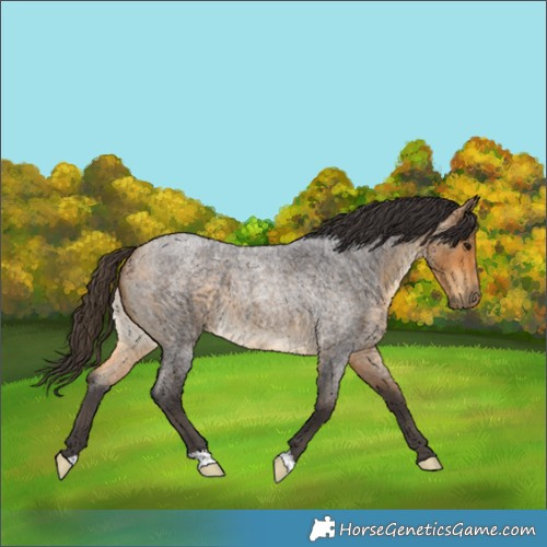 Horse Color:Buckskin Roan 