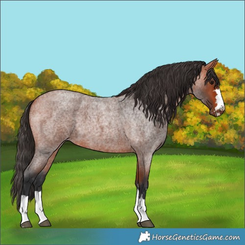 Horse Color:Bay Roan