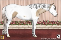 Horse Color:Grullo Pearl Splash Tobiano 