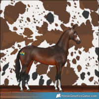 Horse Color:Gray Bay 