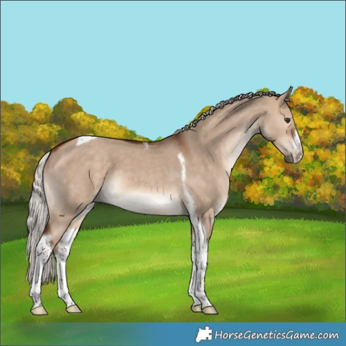 Horse Color:Silver Bay Dun Tobiano Frame 