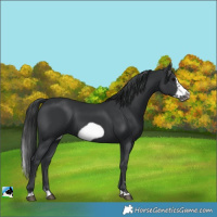 Horse Color:Black Splash Frame 