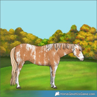 Horse Color:Chestnut Sabino and Chestnut Sabino